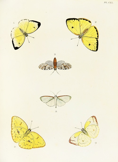 Foreign butterflies occurring in the three continents Asia, Africa and America Pl.367