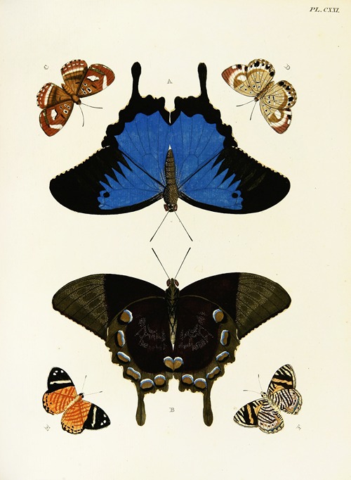 Foreign butterflies occurring in the three continents Asia, Africa and America Pl.368