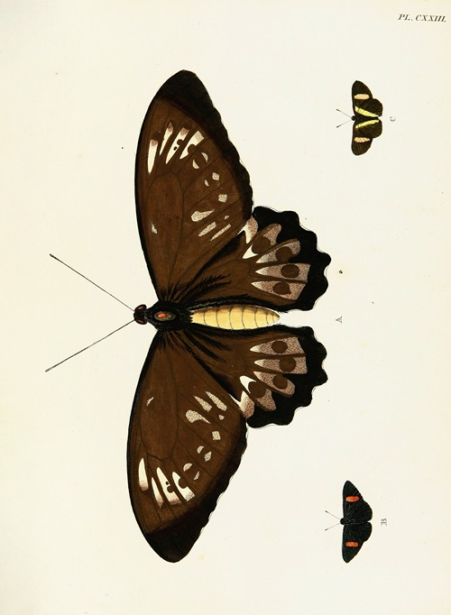 Foreign butterflies occurring in the three continents Asia, Africa and America Pl.370