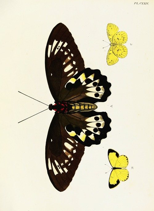 Foreign butterflies occurring in the three continents Asia, Africa and America Pl.371