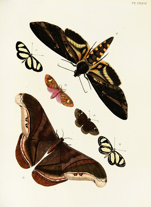 Foreign butterflies occurring in the three continents Asia, Africa and America Pl.373