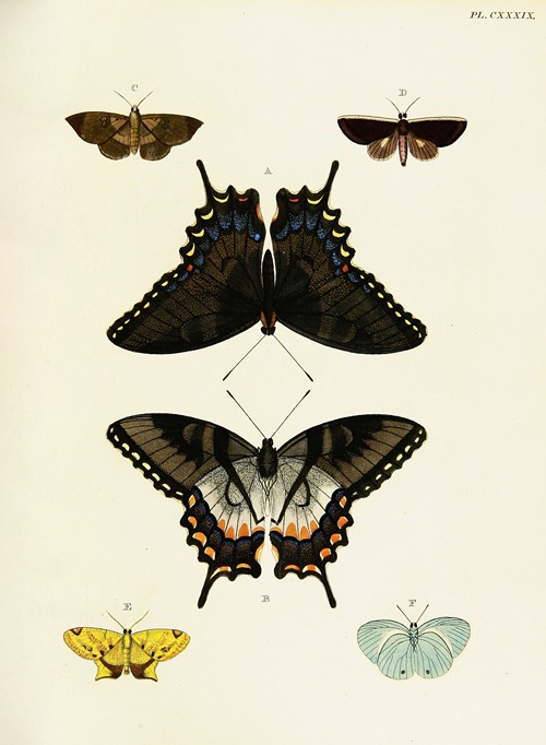 Foreign butterflies occurring in the three continents Asia, Africa and America Pl.386
