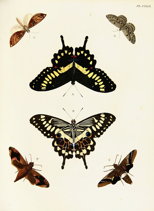 Foreign butterflies occurring in the three continents Asia, Africa and America Pl.389