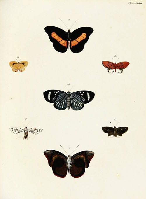 Foreign butterflies occurring in the three continents Asia, Africa and America Pl.390