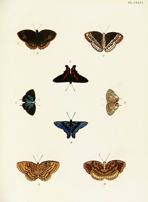 Foreign butterflies occurring in the three continents Asia, Africa and America Pl.391