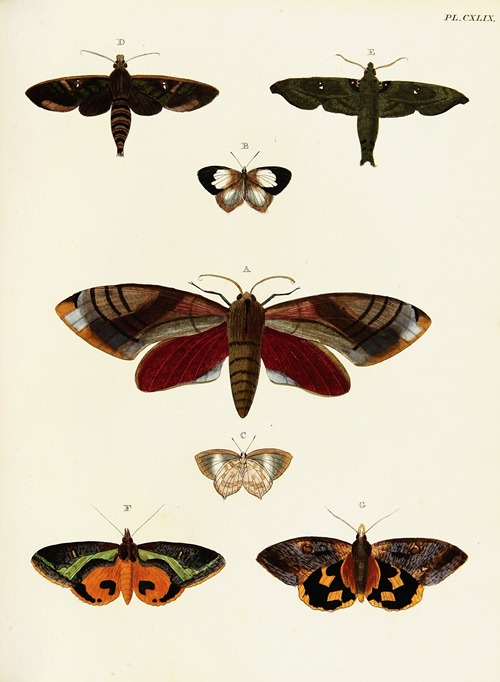 Foreign butterflies occurring in the three continents Asia, Africa and America Pl.396