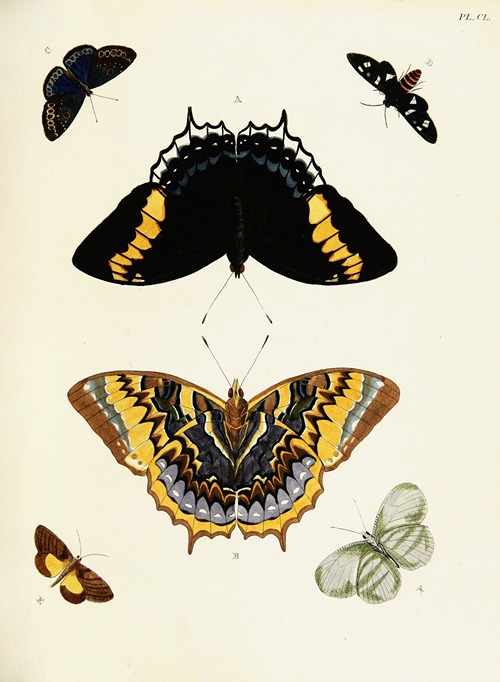 Foreign butterflies occurring in the three continents Asia, Africa and America Pl.397