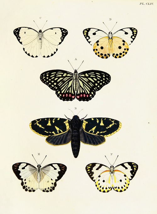 Foreign butterflies occurring in the three continents Asia, Africa and America Pl.401