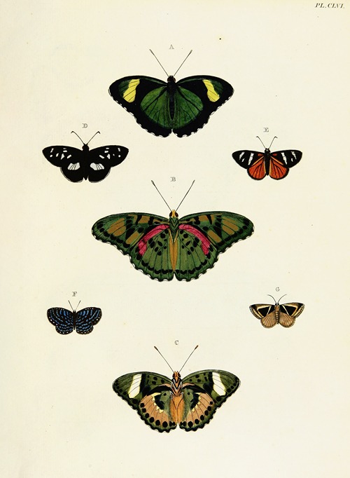 Foreign butterflies occurring in the three continents Asia, Africa and America Pl.403