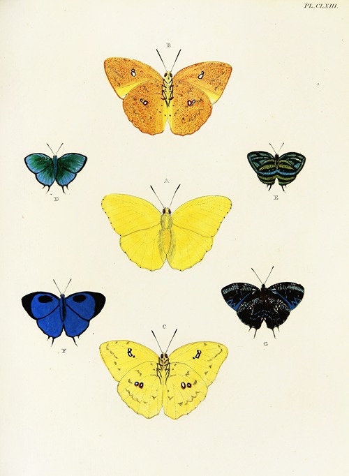 Foreign butterflies occurring in the three continents Asia, Africa and America Pl.410