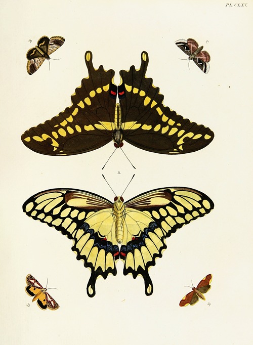 Foreign butterflies occurring in the three continents Asia, Africa and America Pl.412