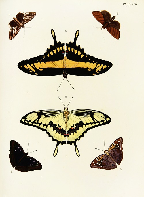 Foreign butterflies occurring in the three continents Asia, Africa and America Pl.414