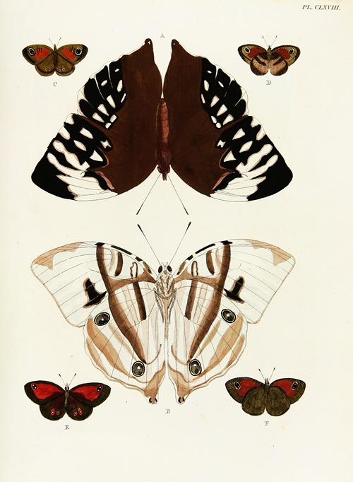 Foreign butterflies occurring in the three continents Asia, Africa and America Pl.415