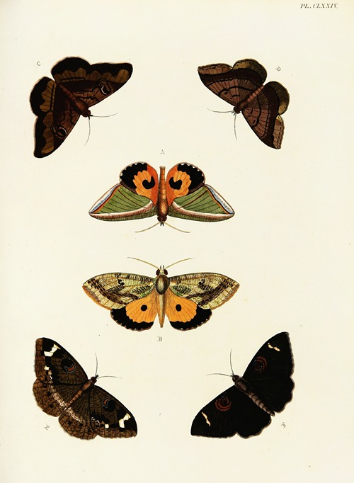 Foreign butterflies occurring in the three continents Asia, Africa and America Pl.421