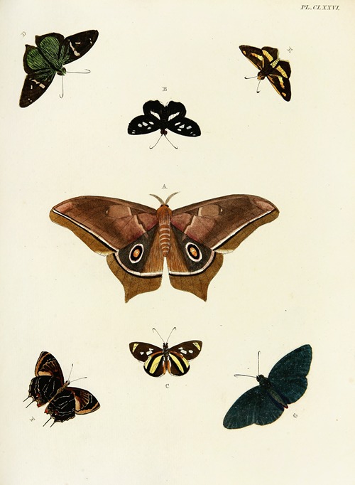 Foreign butterflies occurring in the three continents Asia, Africa and America Pl.423