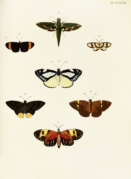 Foreign butterflies occurring in the three continents Asia, Africa and America Pl.425