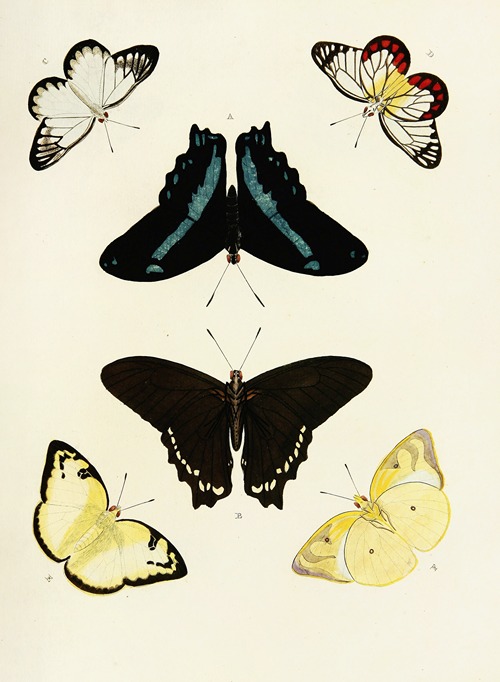 Foreign butterflies occurring in the three continents Asia, Africa and America Pl.434