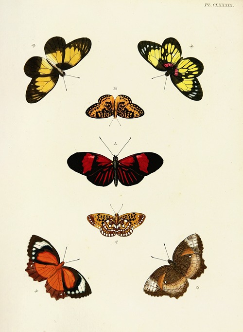 Foreign butterflies occurring in the three continents Asia, Africa and America Pl.436