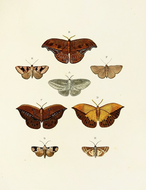 Foreign butterflies occurring in the three continents Asia, Africa and America Pl.079