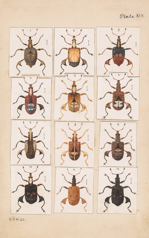 Original hand painted plate for Fragments of New Zealand Entomology [Plate XIV]