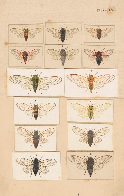 Original hand painted plate for Fragments of New Zealand Entomology [Plate XV]