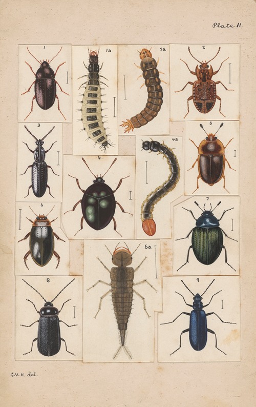Original hand painted plate for New Zealand Beetles [Plate II]