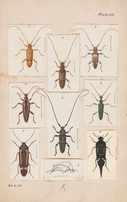 Original hand painted plate for New Zealand Beetles [Plate XII]