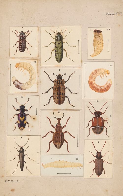 Original hand painted plate for New Zealand Beetles [Plate XVI]