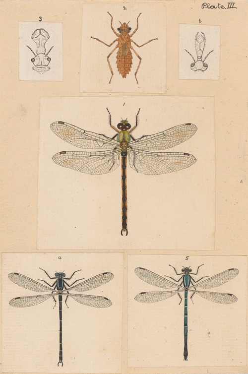 Original hand painted plate for New Zealand Neuroptera [Plate III]
