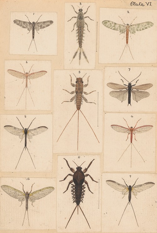 Original hand painted plate for New Zealand Neuroptera [Plate VI]