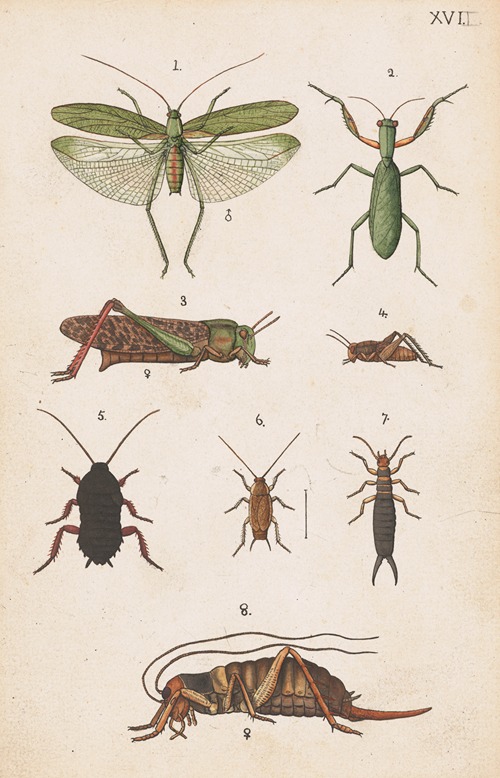 Original hand painted plate for the Manual of New Zealand Entomology [Plate XVII]