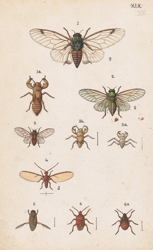 Original hand painted plate for the Manual of New Zealand Entomology [Plate XX]