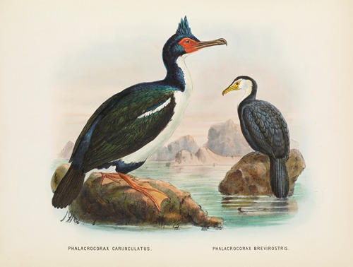 Phalacrocorax carunculatas [onslowi] and Phalacrocorax brevirostris