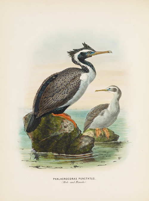 Phalacrocorax punctatus (Male and Female)