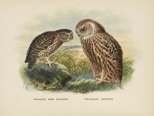 Spiloglaux Novae Zealandiae and Sceloglaux albifacies