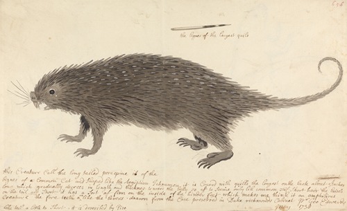 The Long-tailed Porcupine