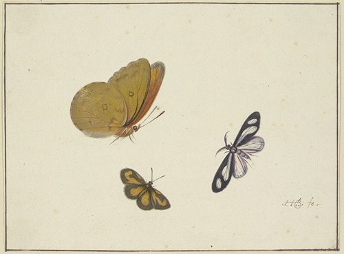 Ein gelber, ein schwarz-gelber und ein schwarz-weißer Schmetterling