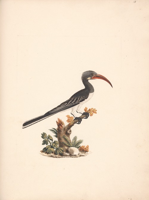 Tockus hemprichii (Hemprich’s Hornbill) or Tockus abloterminatus (Crowned Hornbill)