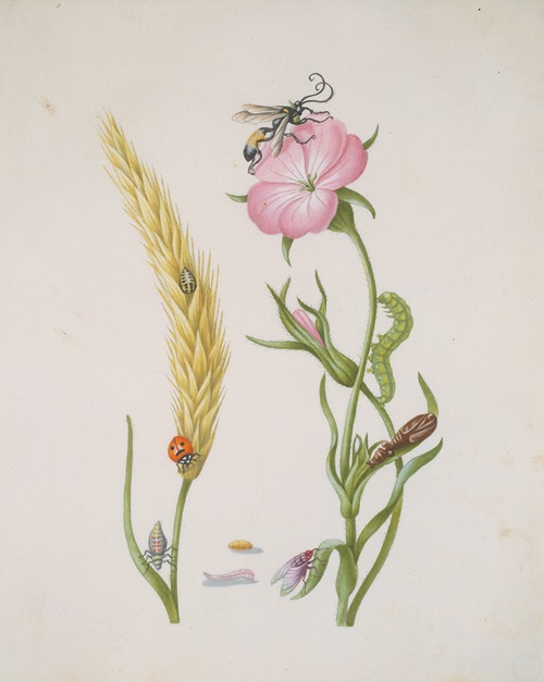 Cereal Ear and Corn Cockle with Metamorphoses of the Five-Spot Ladybird and Blowfly