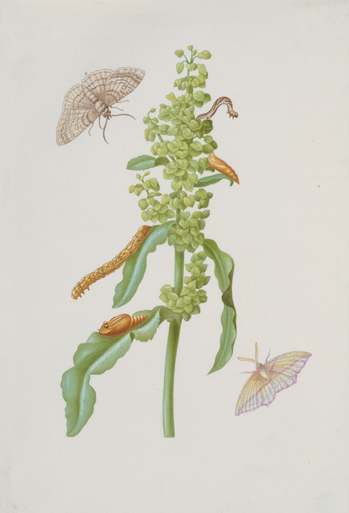 Curly Dock with Metamorphoses of the Small Engrailed and the Blood-Vein