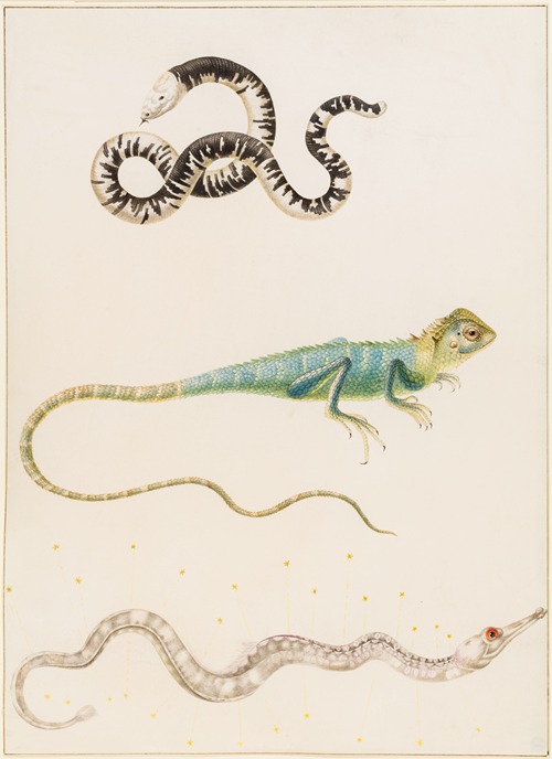 South American smallhead worm lizard, iguana or East Indian tree lizard and pipefish