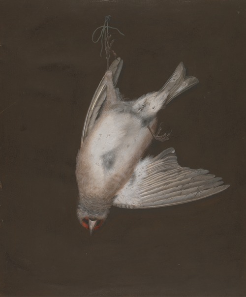 A European Goldfinch in a Snare