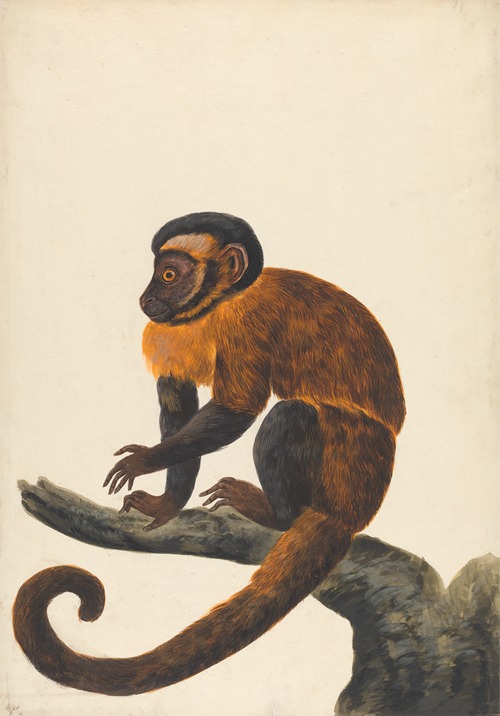 A Capuchin
