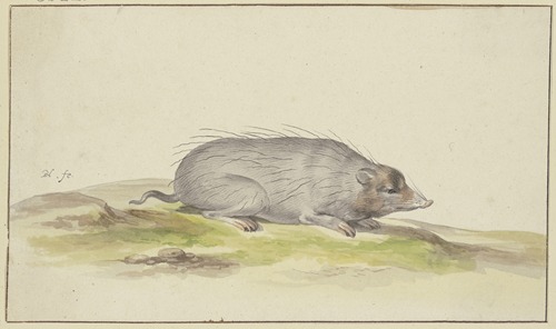 Mole to the right