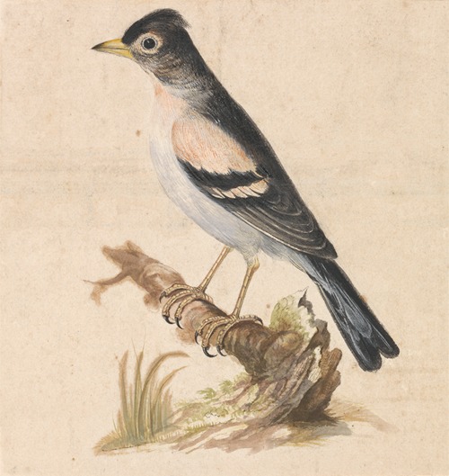 Brambling