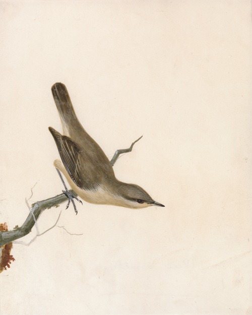 Warbler; Reed Wren