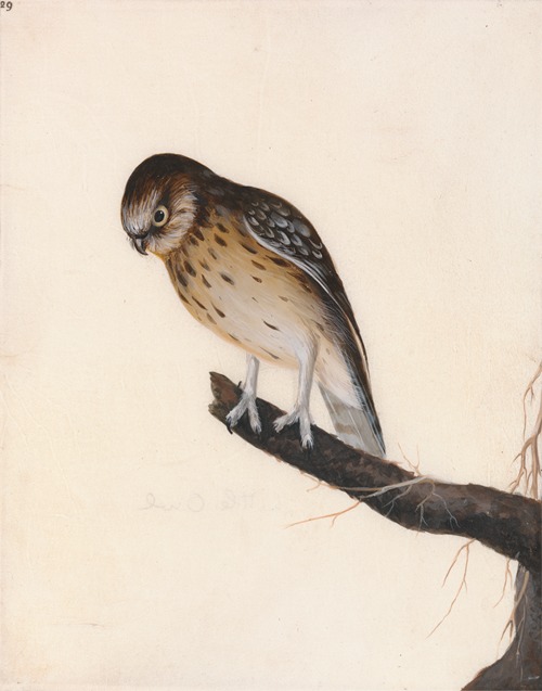 Little Owl