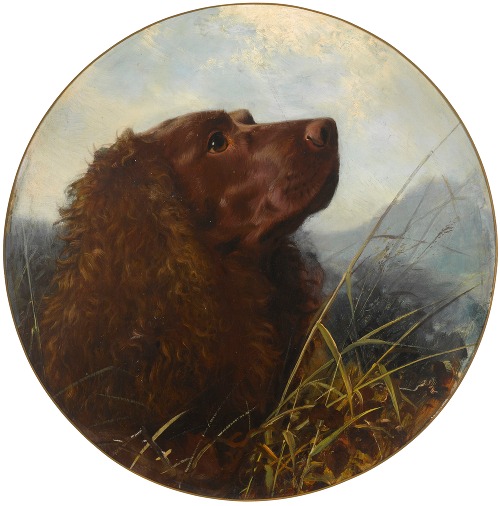 A Sussex spaniel