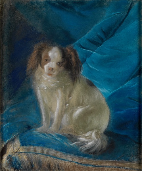 Bellamina, Schoßhündchen der Markgräfin Karoline Luise von Baden