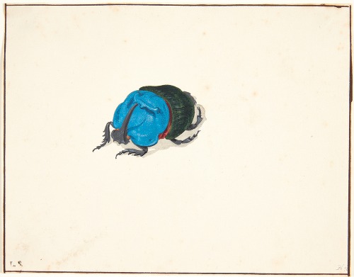 En næsehornsbille scarabaeidae